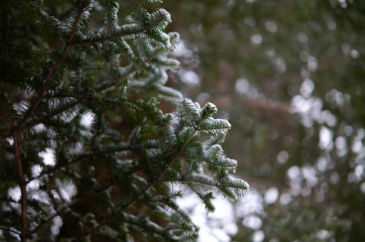 Frost-covered evergreen branches in sharp focus with soft bokeh background.