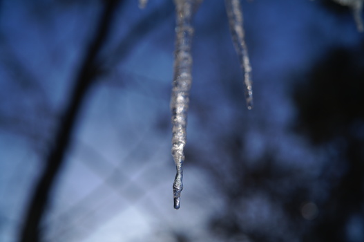 Icicle hanging from a branch with sharp crystalline detail against a blurred blue winter background.