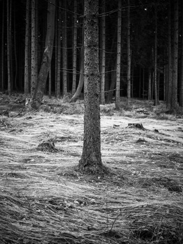 Dense coniferous forest with tall straight trunks and forest floor covered in needles and fallen logs.