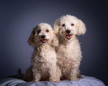 Two cream-colored poodles sitting together against a blue-gray backdrop, both with happy expressions.