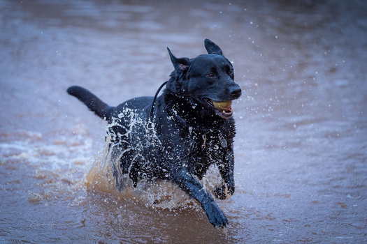 Black dog running through shallow water with water splashing around its body.
