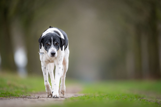 Black and white dog walking toward camera on a tree-lined path with soft, blurred background.