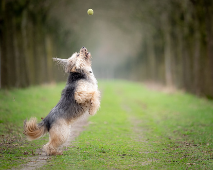 Small terrier jumping to catch a yellow ball on a tree-lined path.