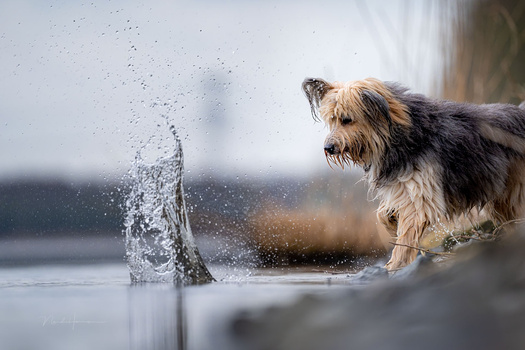 Terrier-type dog watching a fish leap from shallow water at a shoreline.