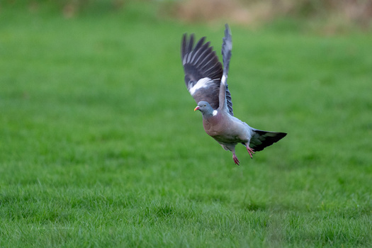 Pigeon in flight over grass with wings spread and legs extended during landing approach.