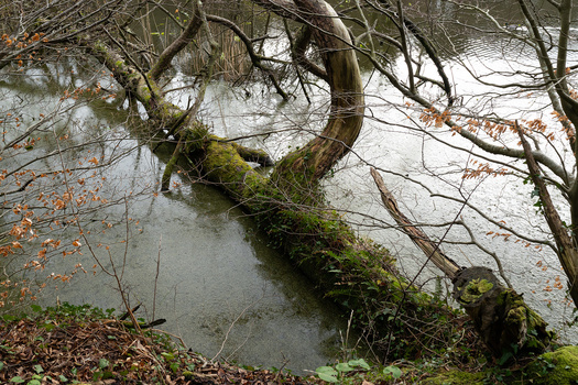 Moss-covered fallen tree branch extending into still water surrounded by bare branches and leaf litter.
