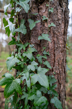Ivy vines with heart-shaped leaves climbing up a tree trunk with rough, textured bark.