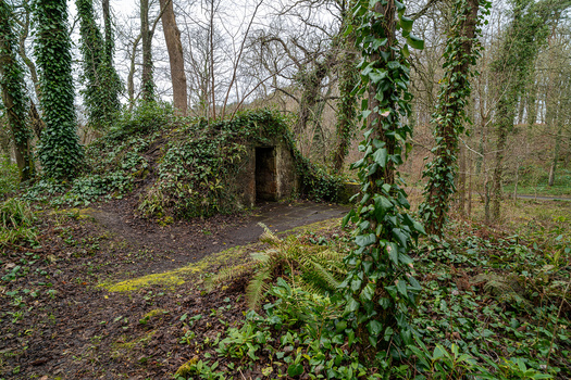 Ivy-covered trees and a moss-covered log in a dense, leafless woodland with an overgrown stone structure in the background.