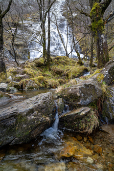 Small stream cascading over moss-covered rocks in a forest with bare trees and filtered sunlight.
