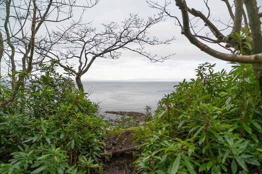 Bare branched trees frame a misty ocean view through dense green coastal vegetation.
