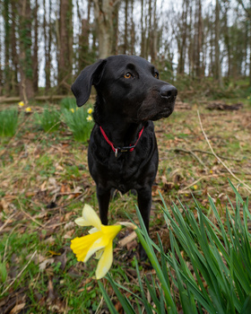 Black Labrador retriever standing in a forest clearing with a yellow flower in its mouth.