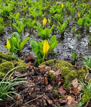 Young calla lily plants with yellow spathes emerging from dark soil and moss in a garden bed.