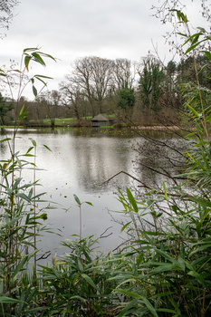 Calm river lined with bare trees and green reeds in foreground, overcast day.
