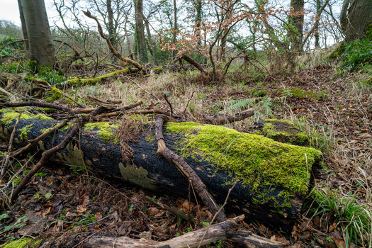 Moss-covered fallen log in a forest clearing surrounded by bare trees and brown leaf litter.