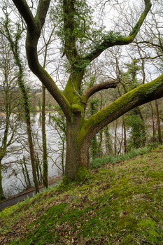 Moss-covered tree trunk on a steep forest slope near water, photographed in soft overcast light.