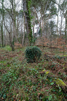 Dense forest floor with bare deciduous trees, brown leaf litter, and a small evergreen shrub in foreground.