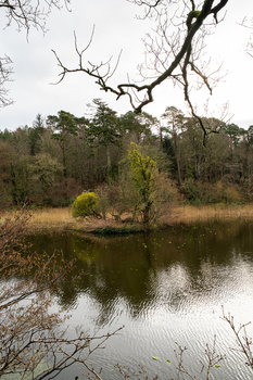 Dead tree with gnarled branches overlooking a calm river bordered by evergreen forest.