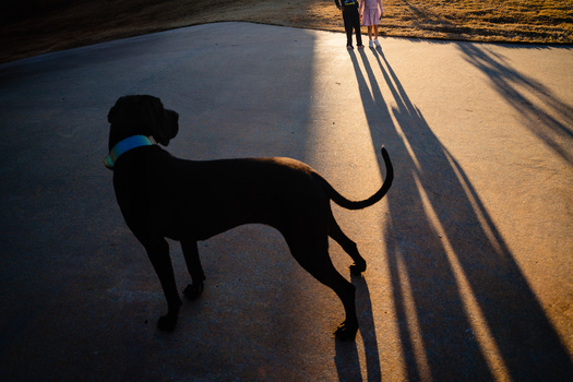 Silhouetted dog on leash at beach during golden hour, with handler visible in distant background.