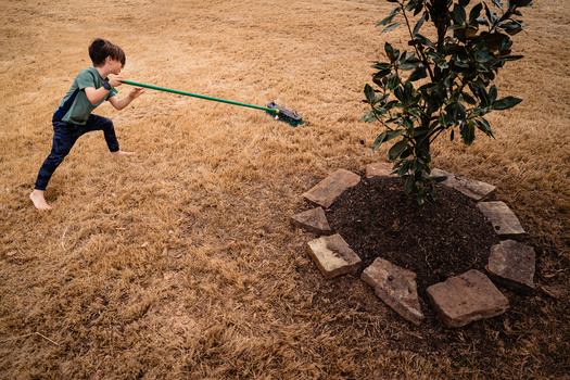 Child watering a young tree planted in mulch-filled basin with rocks.