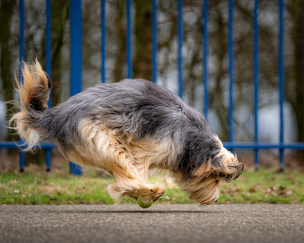 Shaggy-haired dog walking on pavement in front of blue metal fence.
