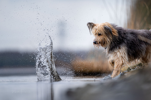 Terrier-mix dog watching a fish jump from shallow water at the shore.