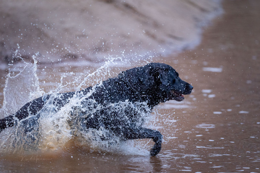 Dark dog running through shallow water with splashing waves and water droplets frozen mid-air.
