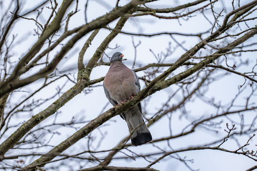 Wood pigeon perched on a bare branch against a pale sky.