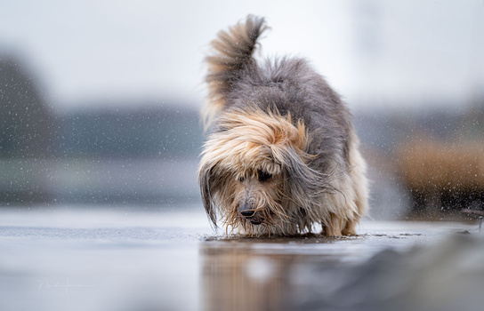 Shaggy-haired dog in play bow position on wet pavement with rain falling.