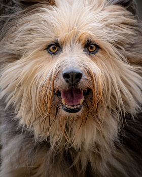 Close-up portrait of a fluffy dog with long, light-colored fur and dark eyes looking directly at camera.