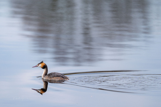 Great crested grebe swimming on still water with mirror reflection visible.