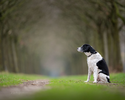 Black and white dog sitting on a path between tree-lined rows, gazing to the side.