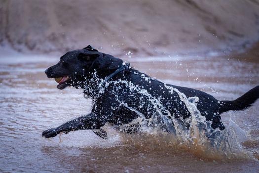 Black dog running through shallow water with water splashing around its body.