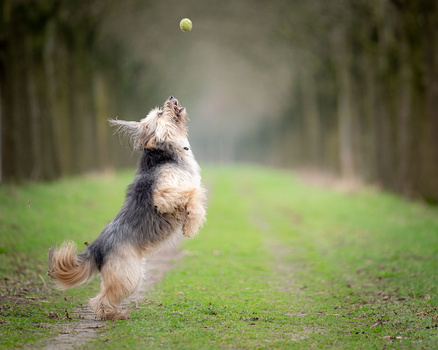 Scruffy terrier dog leaping to catch a tennis ball on a tree-lined path.