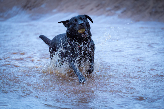 Black dog running through shallow water with water spray frozen in motion.