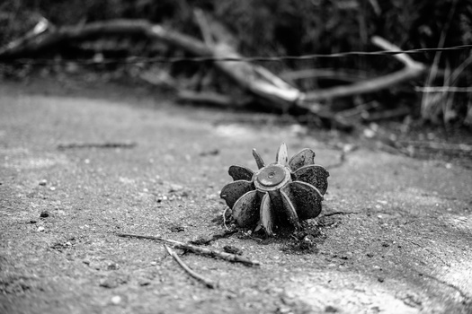Spiky seed pod resting on sandy ground with scattered twigs and dried vegetation in soft-focus background.