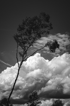 Solitary tree silhouette against dramatic cumulus clouds in monochrome landscape.