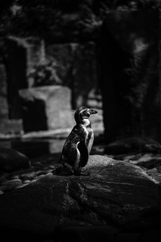 Penguin standing on a weathered log in a dark, forested setting.
