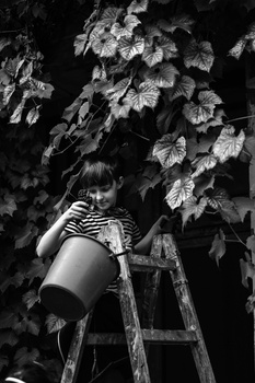 Person on ladder reaching toward climbing vines in high-contrast black and white photography.