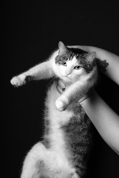 Cat held up in human hands against a black background, stretching paw forward.