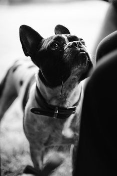 French Bulldog looking upward in black and white portrait photography.