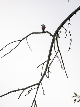 Silhouette of bare branches against a light sky with a small bird perched on a twig.