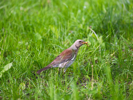 Brown bird standing in grass with visible detail in plumage and posture.