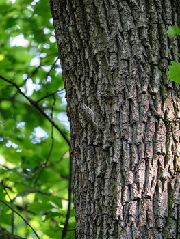 Close-up of tree bark texture with deep furrows and ridges, dappled sunlight filtering through green foliage above.