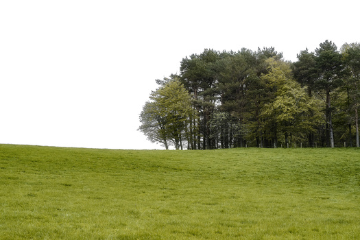 Rolling green pasture with tree line on horizon under overcast sky.