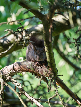 Small mottled owl perched on a lichen-covered branch amid green foliage.