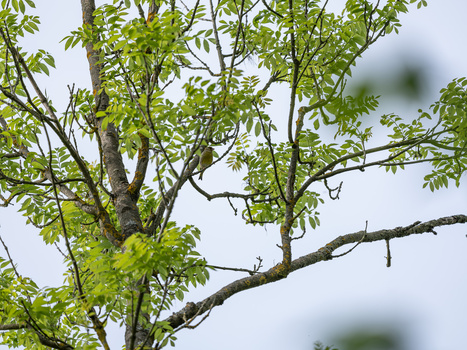 Tree branch with fresh green foliage against a soft, overcast sky with shallow depth of field.