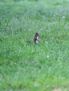 Small bird with dark plumage standing in tall grass.