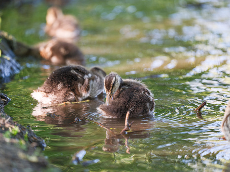 Young ducklings swimming in shallow water with green algae and reflections visible.