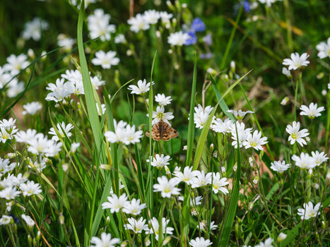 Brown butterfly perched on white daisy flower among grass and blue flowers.