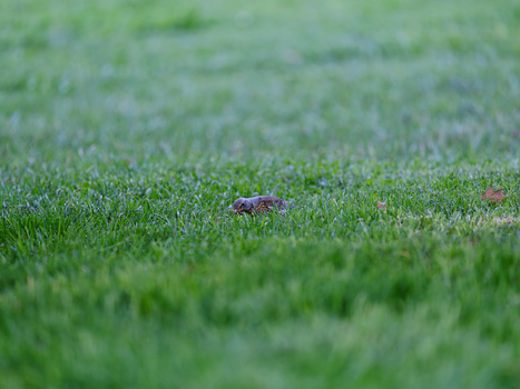 A small dark insect crawling across bright green grass with shallow depth of field.